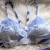 Crushed ice baby blue velvet MissMatch Boobies with blue lilies chest band and shoulder straps